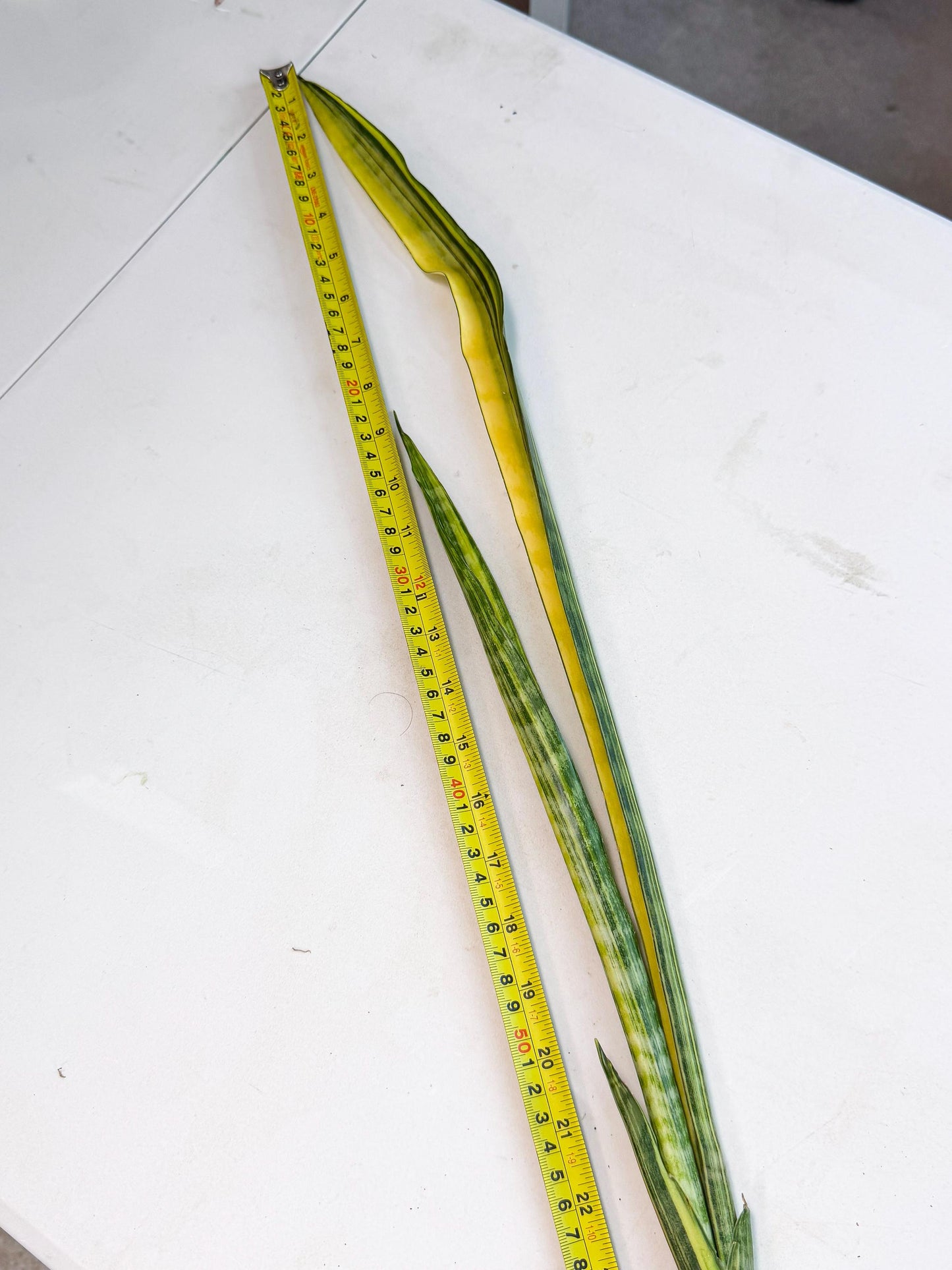Sansevieria Parva Var (5) | Rare Hybrid Snake plant