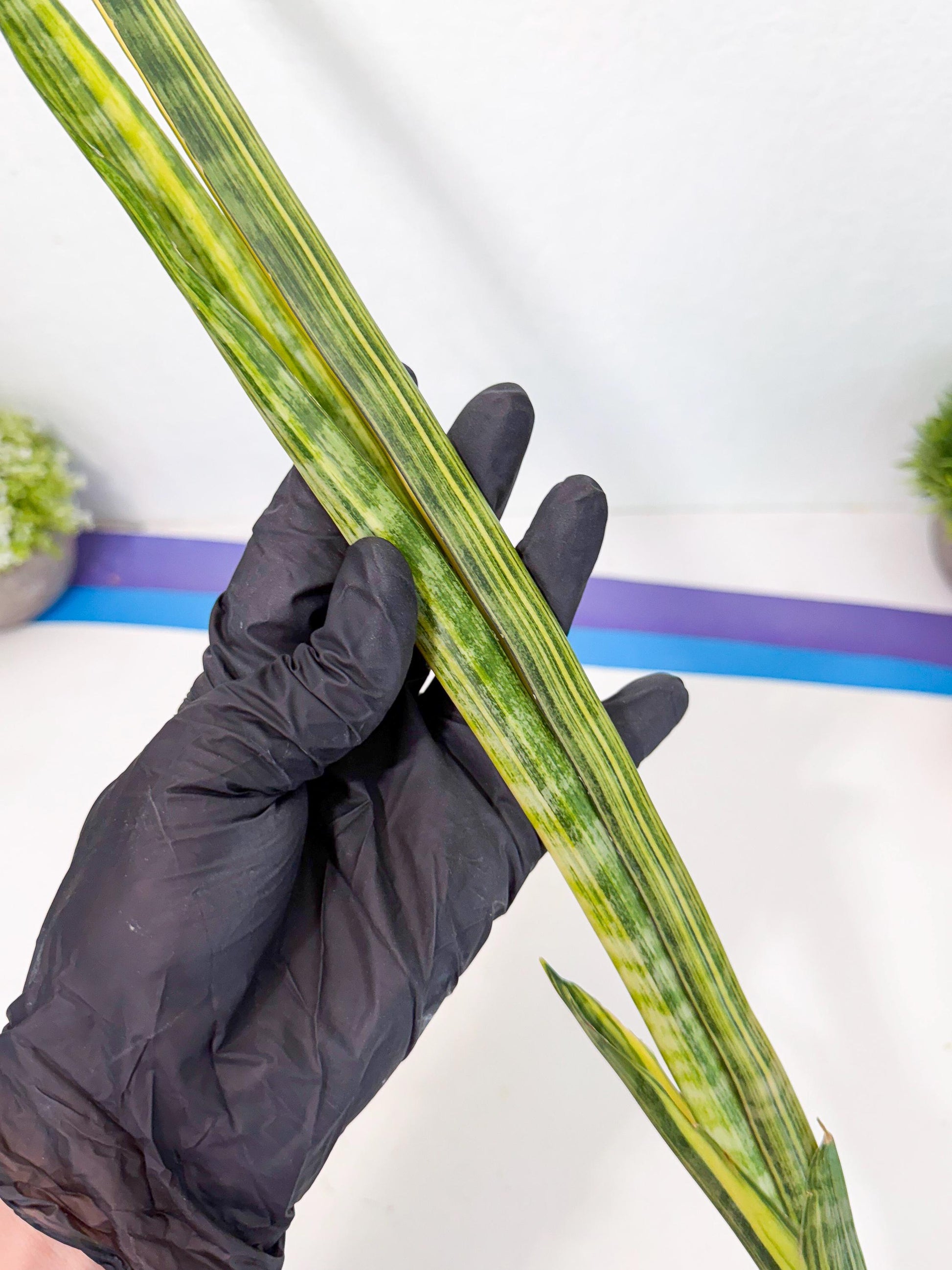 Sansevieria Parva Var (5) | Rare Hybrid Snake plant