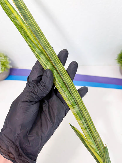 Sansevieria Parva Var (5) | Rare Hybrid Snake plant