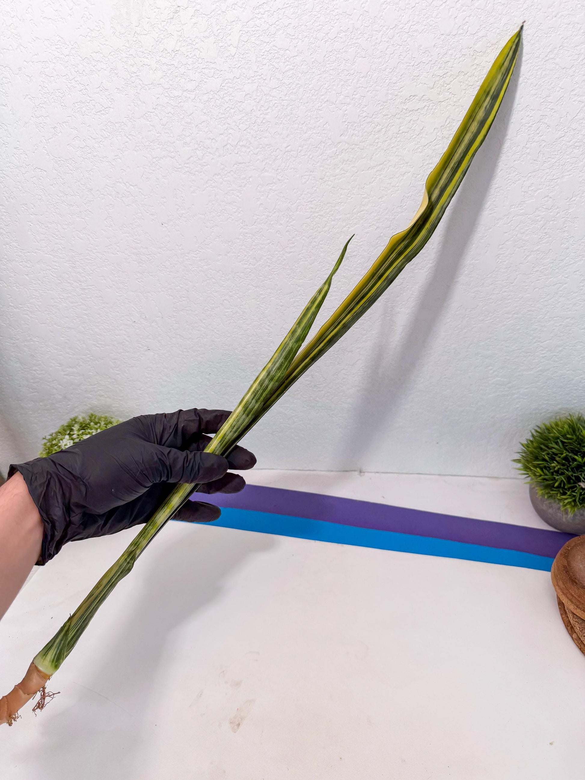 Sansevieria Parva Var (5) | Rare Hybrid Snake plant