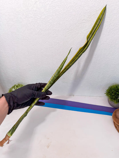 Sansevieria Parva Var (5) | Rare Hybrid Snake plant