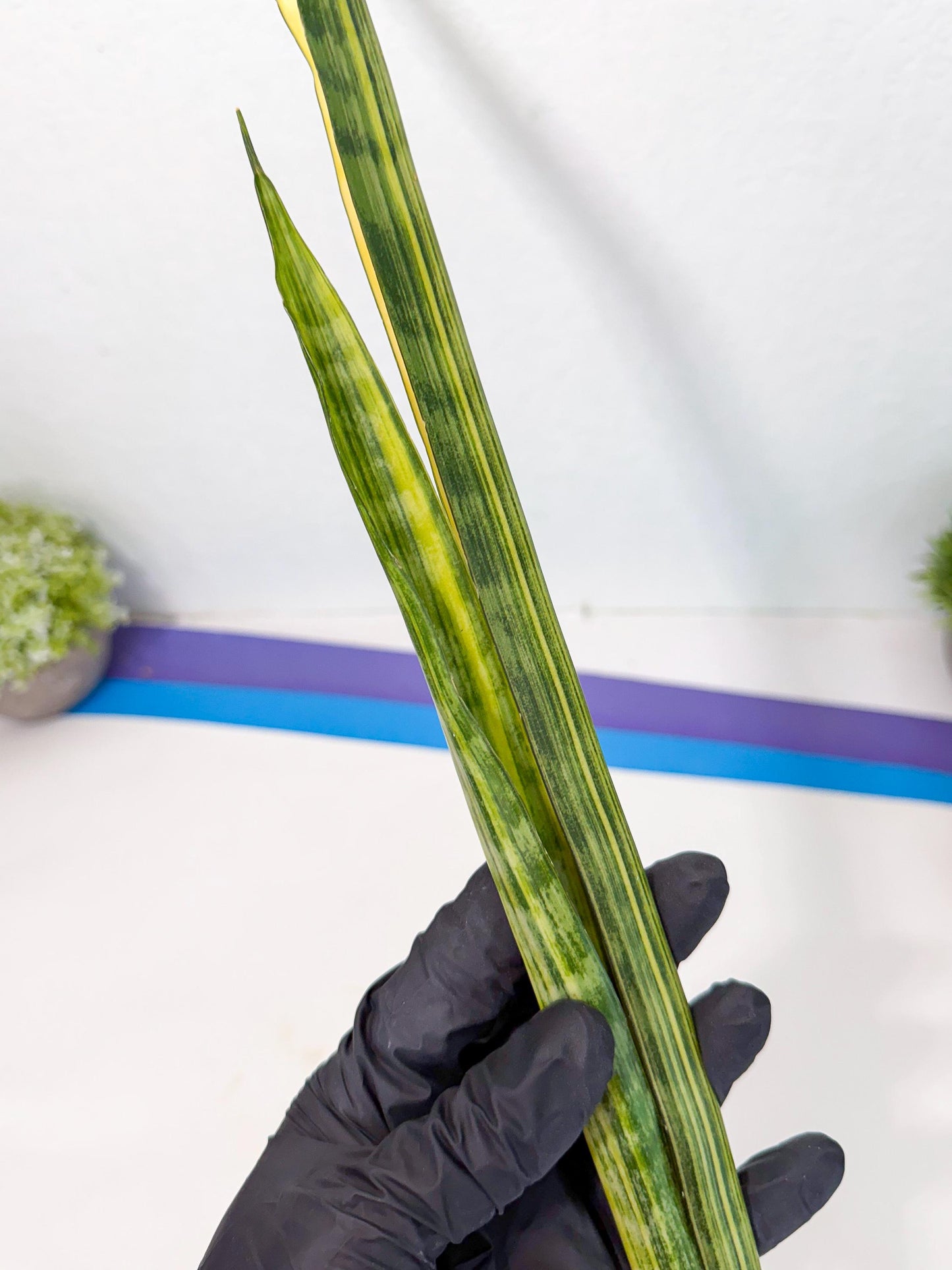 Sansevieria Parva Var (5) | Rare Hybrid Snake plant