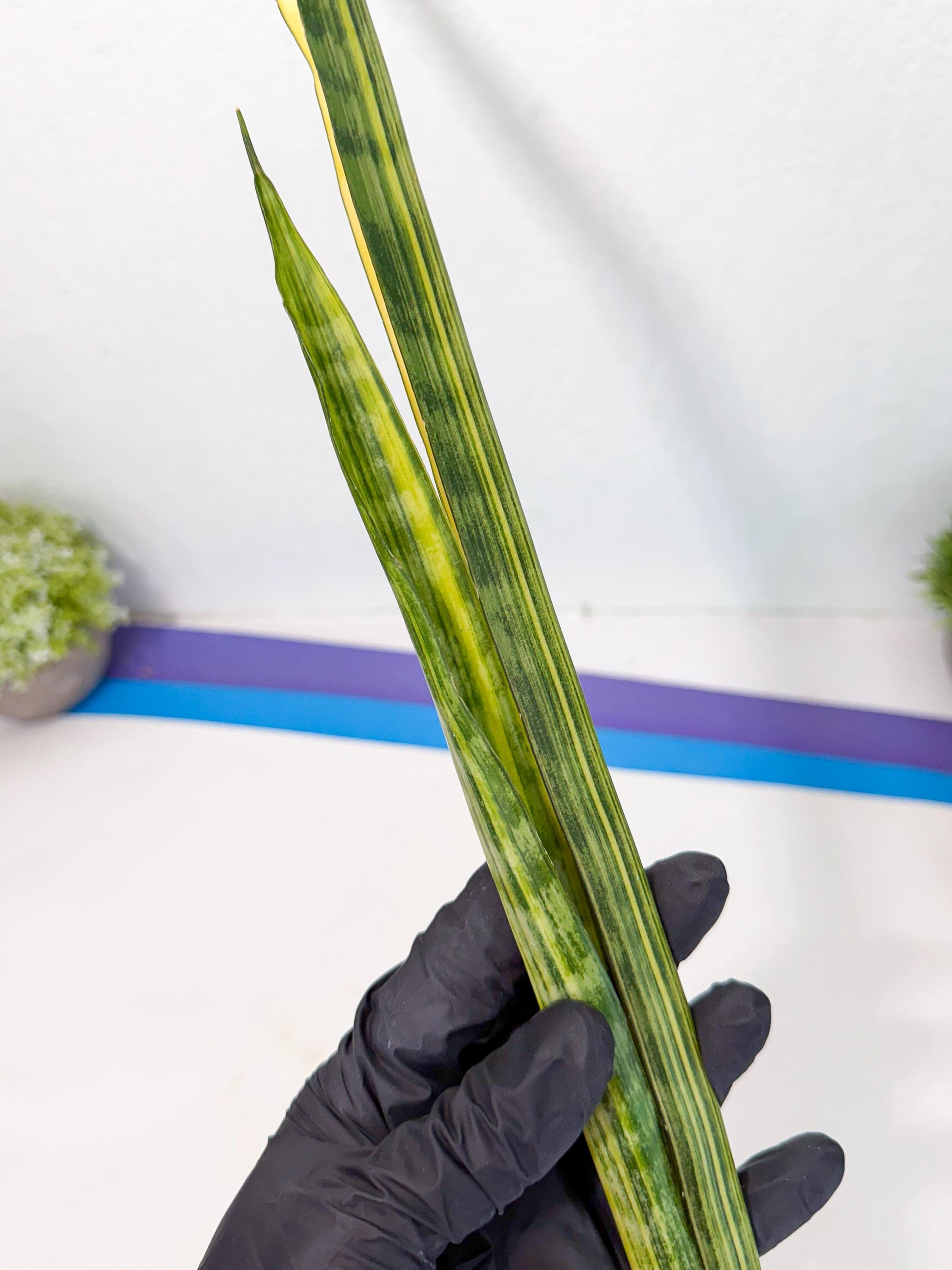 Sansevieria Parva Var (5) | Rare Hybrid Snake plant