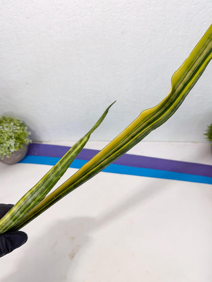 Sansevieria Parva Var (5) | Rare Hybrid Snake plant