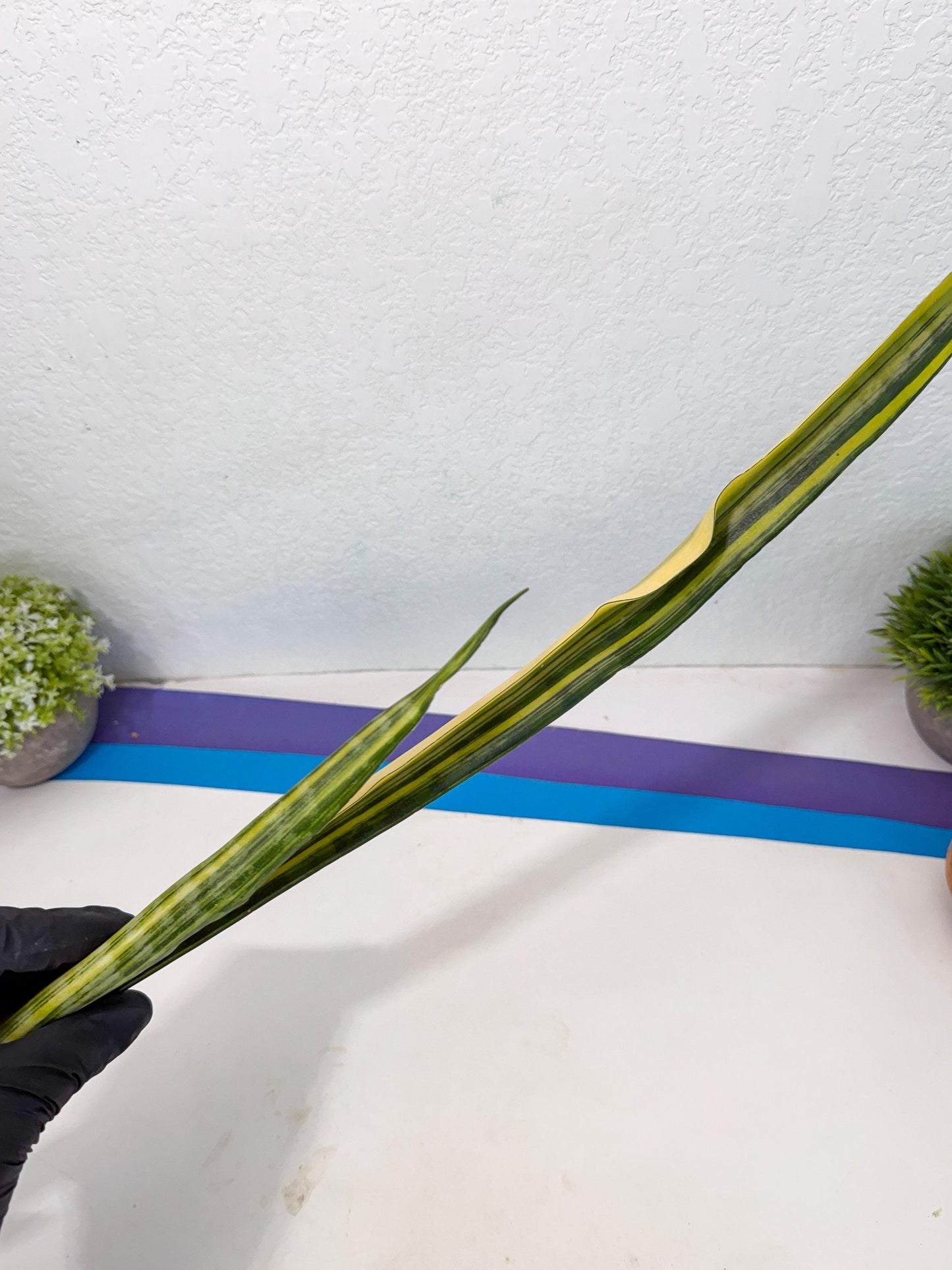 Sansevieria Parva Var (5) | Rare Hybrid Snake plant