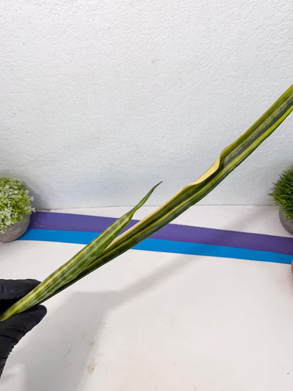 Sansevieria Parva Var (5) | Rare Hybrid Snake plant