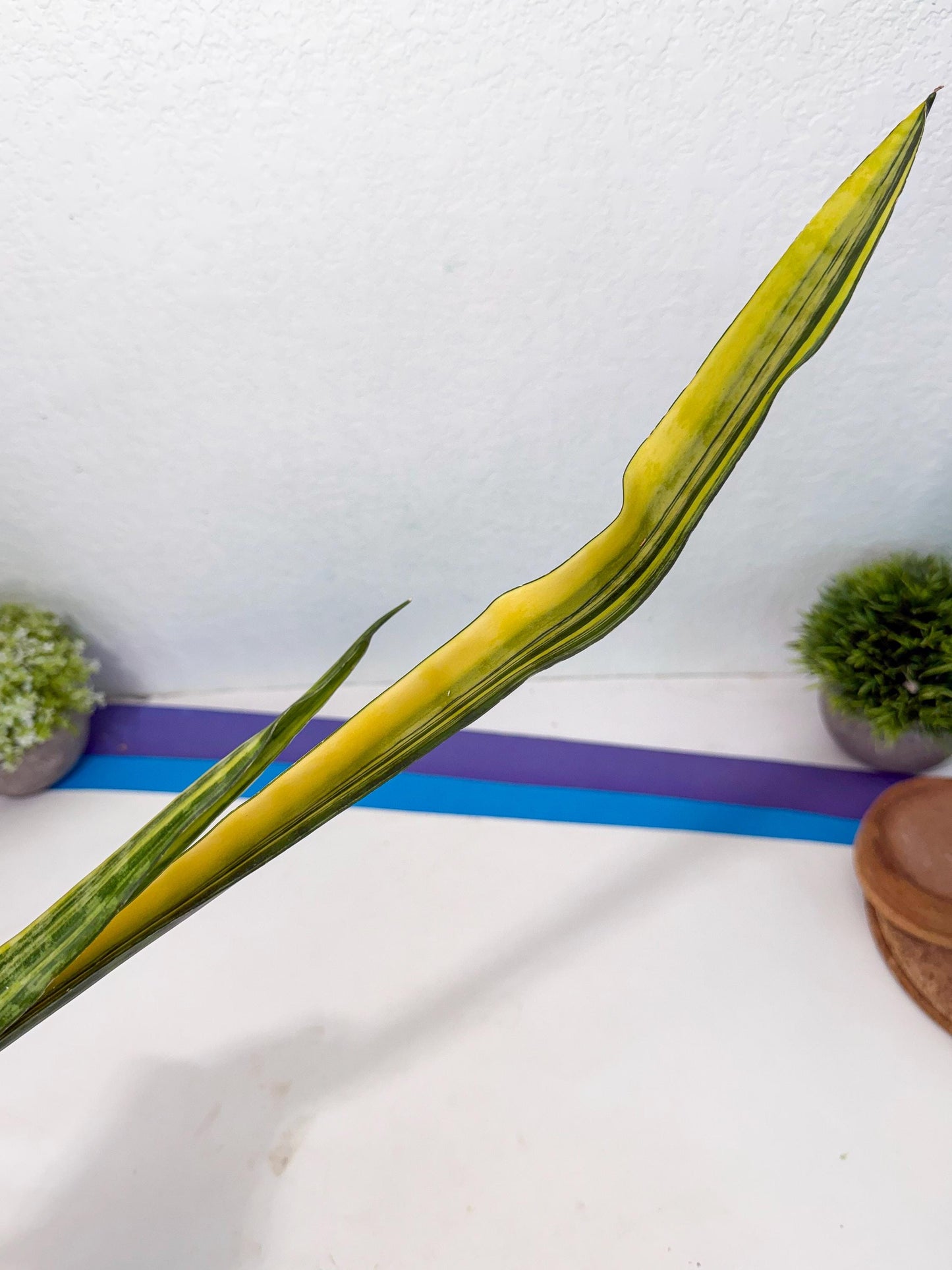 Sansevieria Parva Var (5) | Rare Hybrid Snake plant