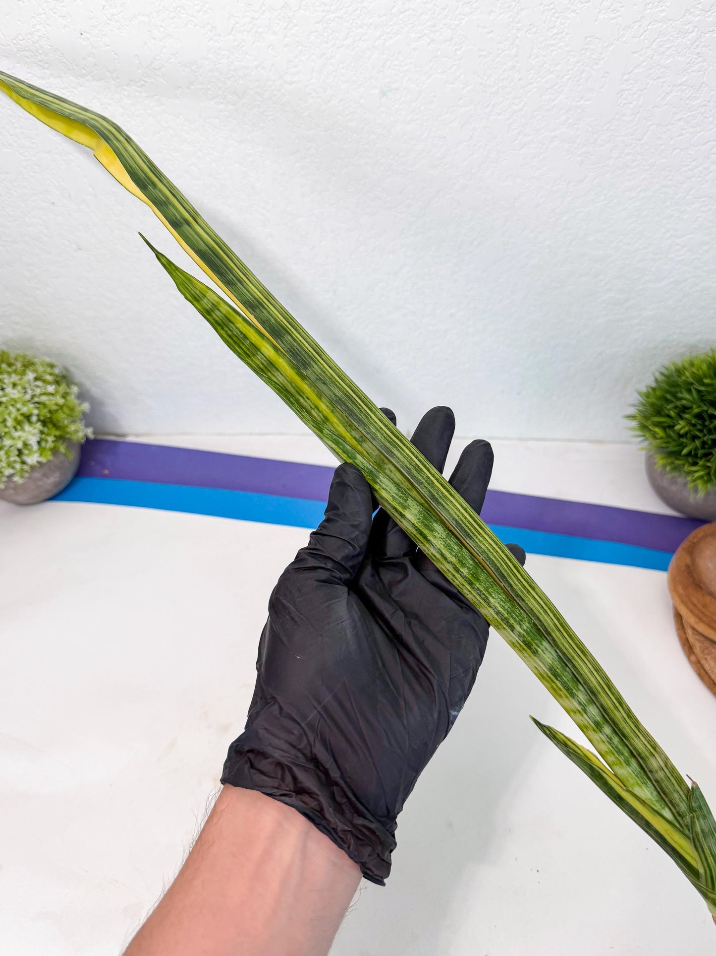 Sansevieria Parva Var (5) | Rare Hybrid Snake plant