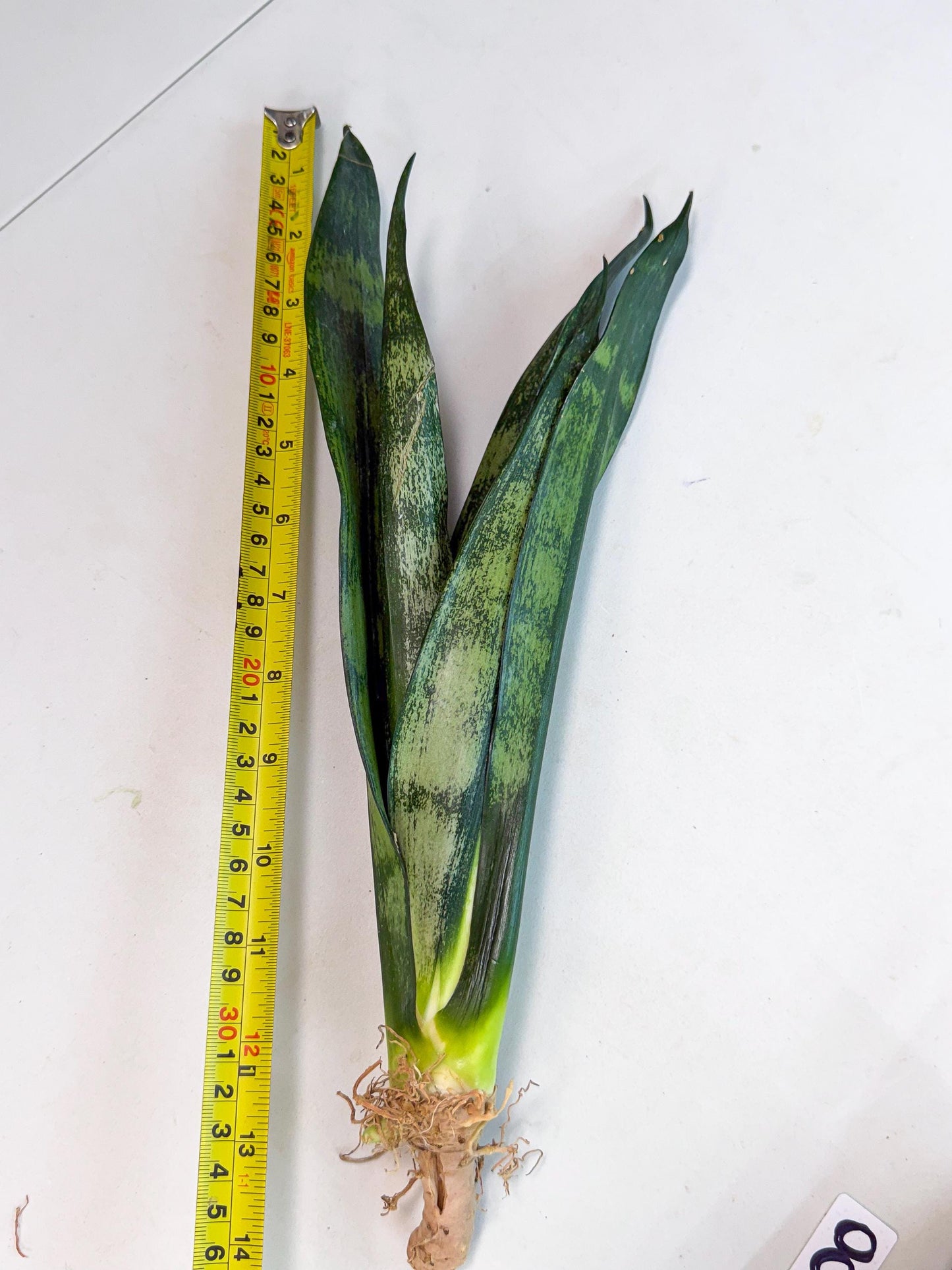 Sansevieria Frozen (8) | Rare Hybrid Snake plant