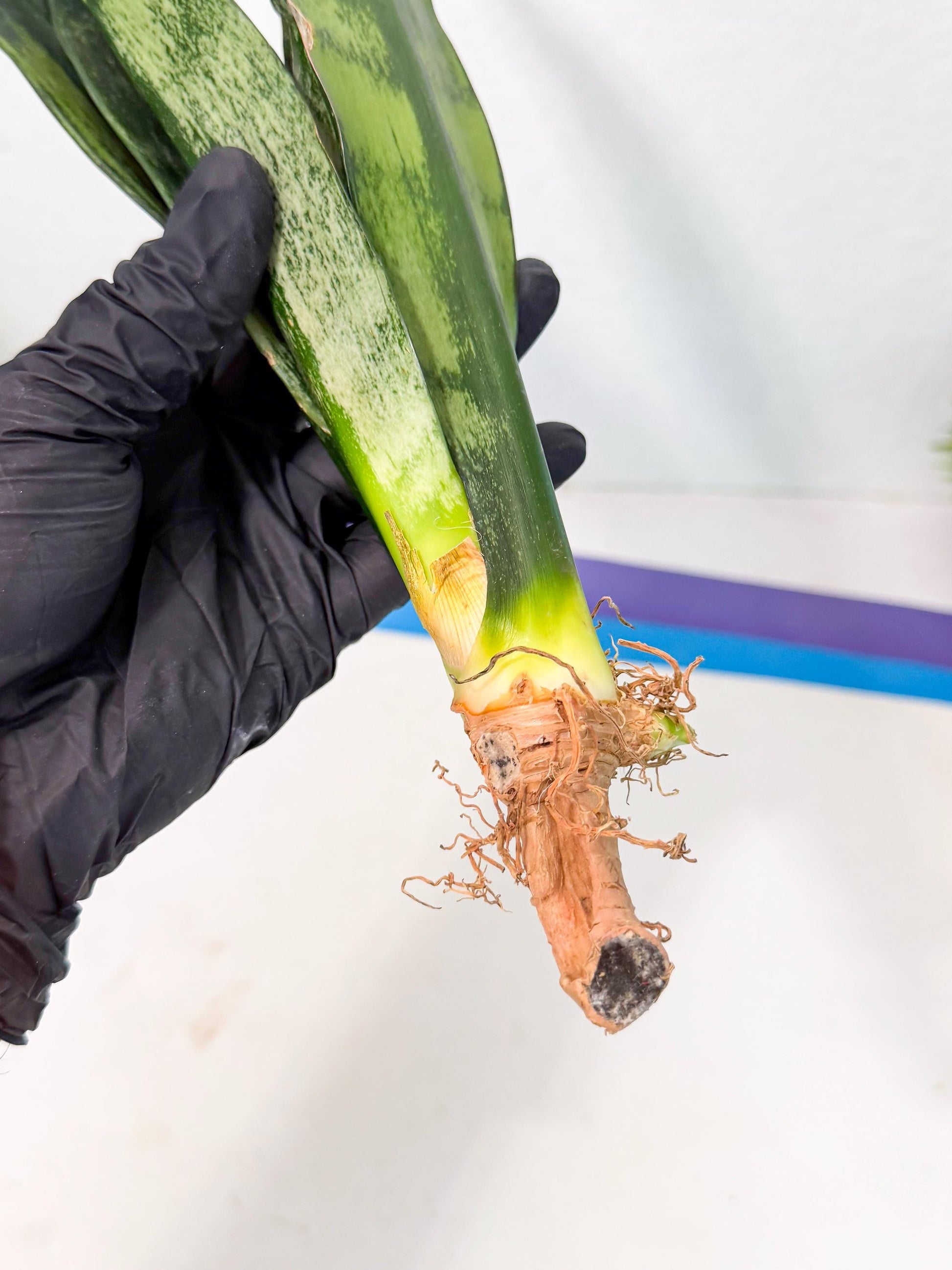 Sansevieria Frozen (8) | Rare Hybrid Snake plant