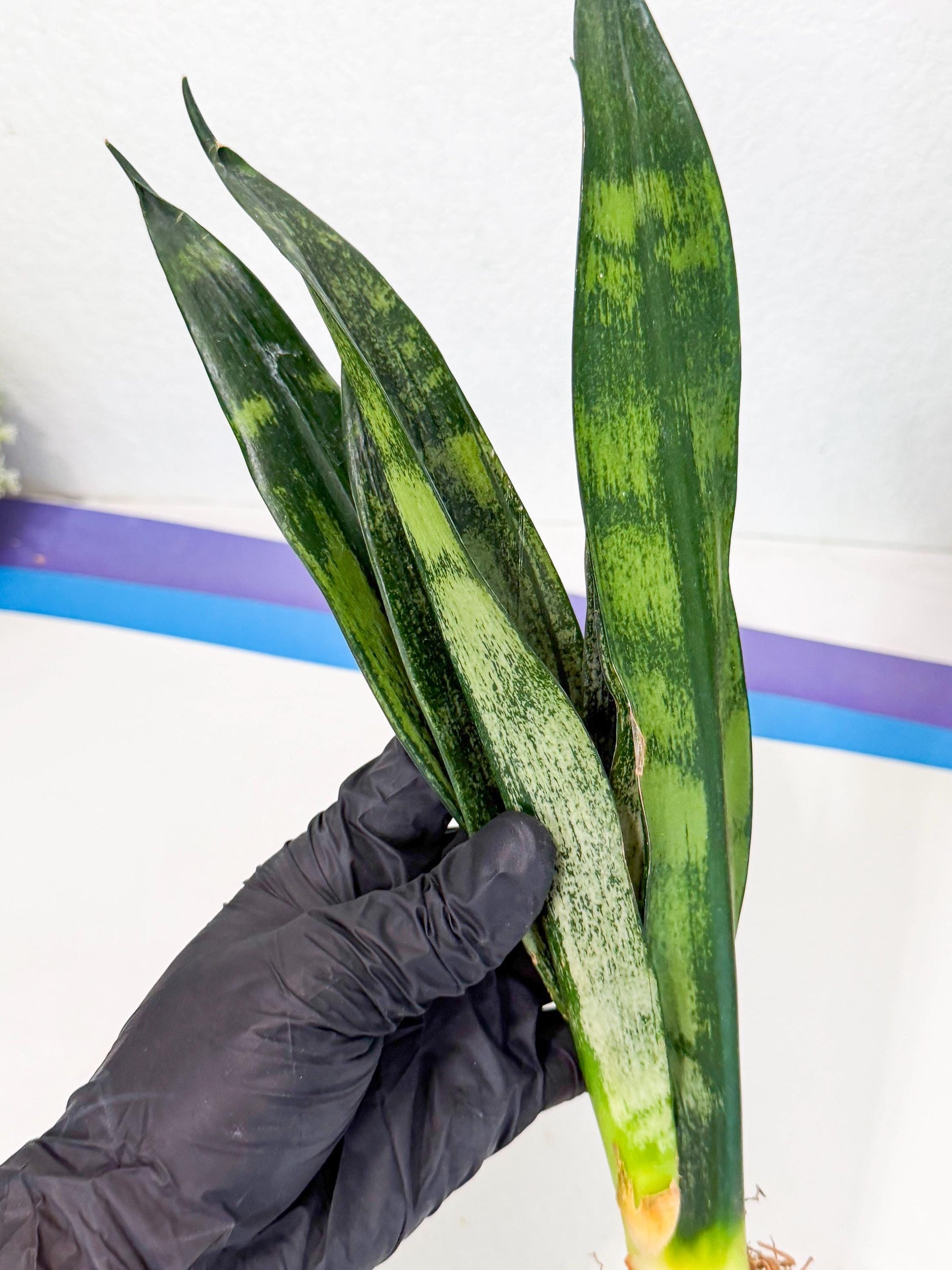 Sansevieria Frozen (8) | Rare Hybrid Snake plant