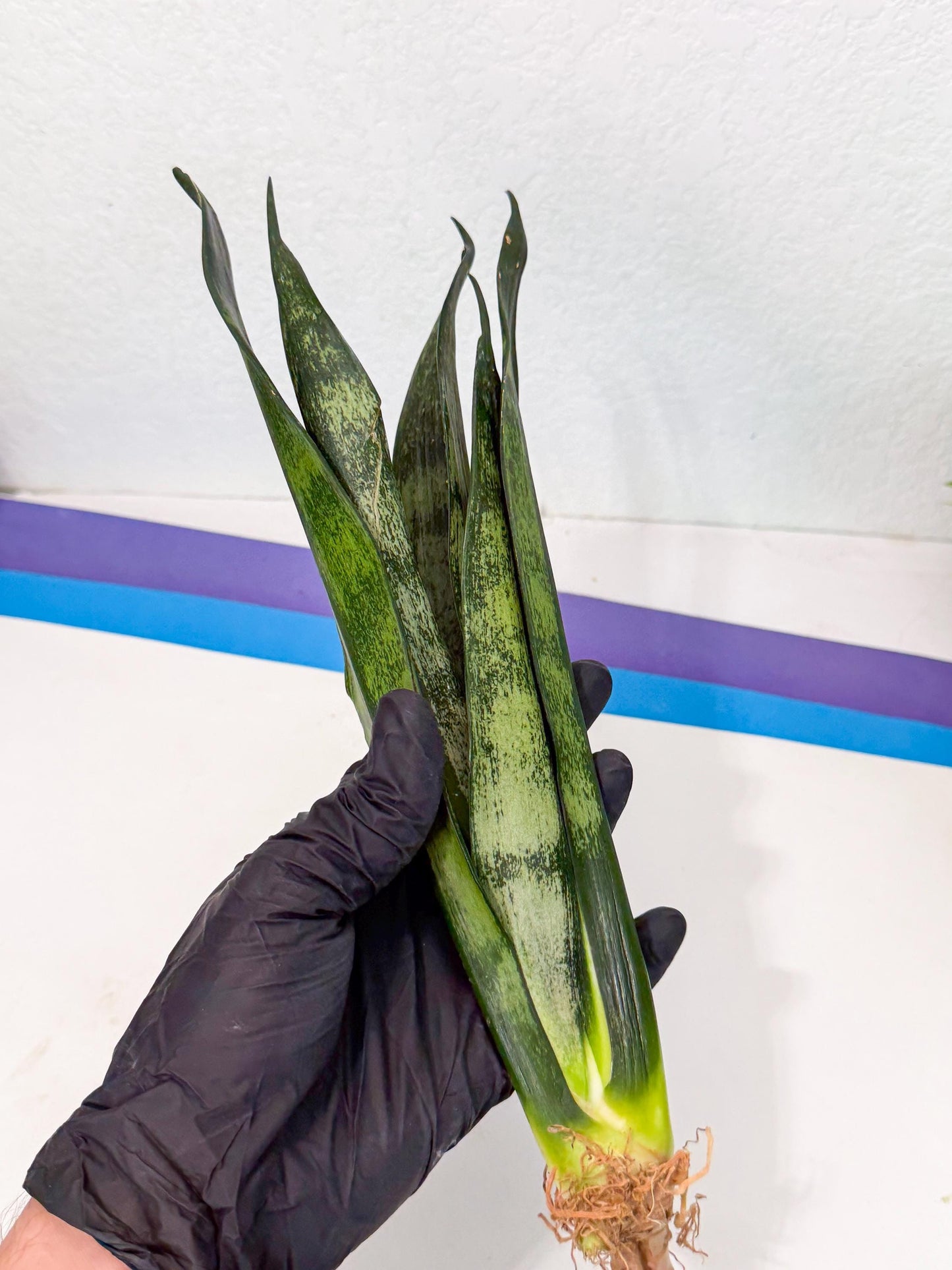 Sansevieria Frozen (8) | Rare Hybrid Snake plant