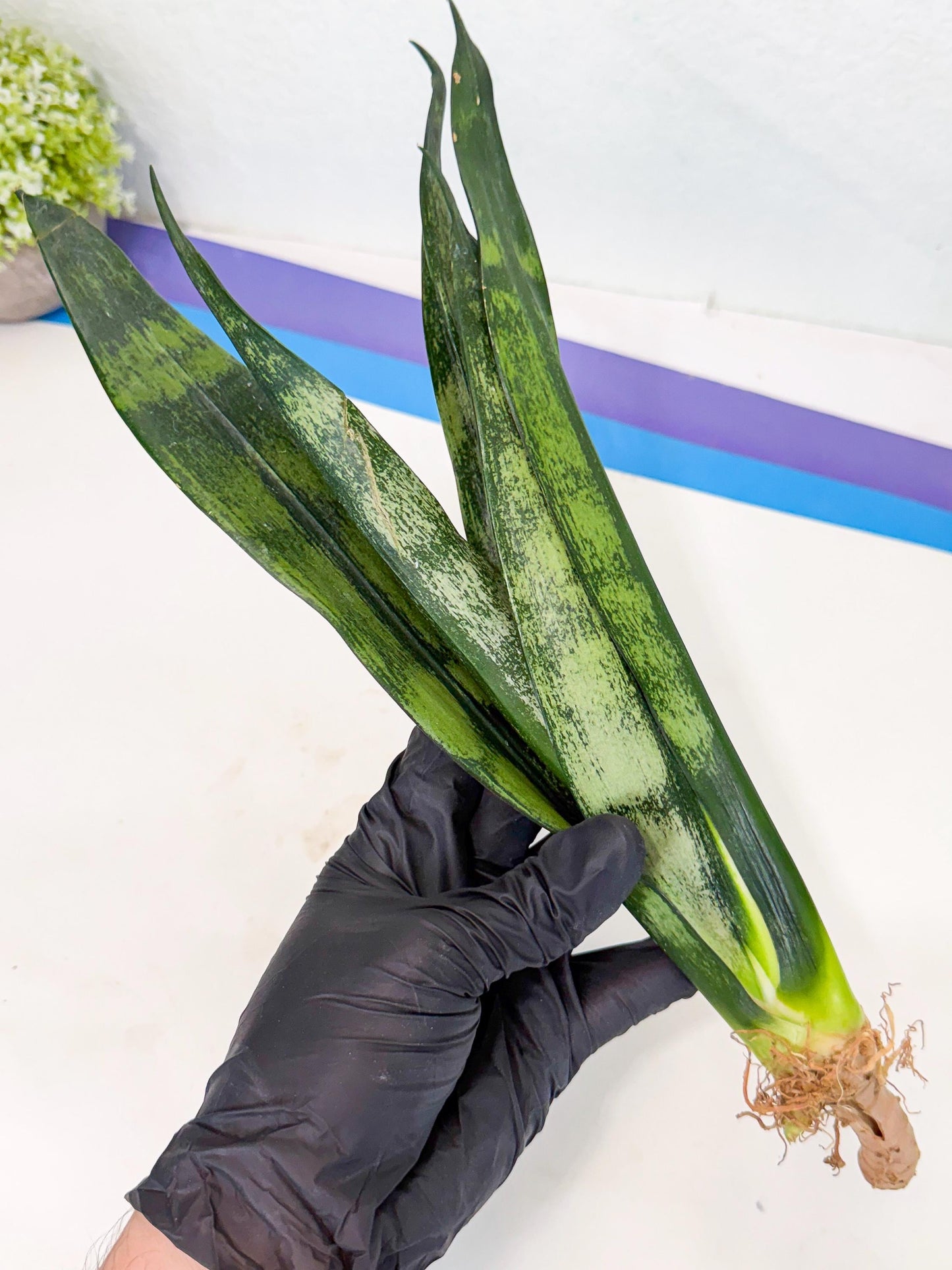 Sansevieria Frozen (8) | Rare Hybrid Snake plant