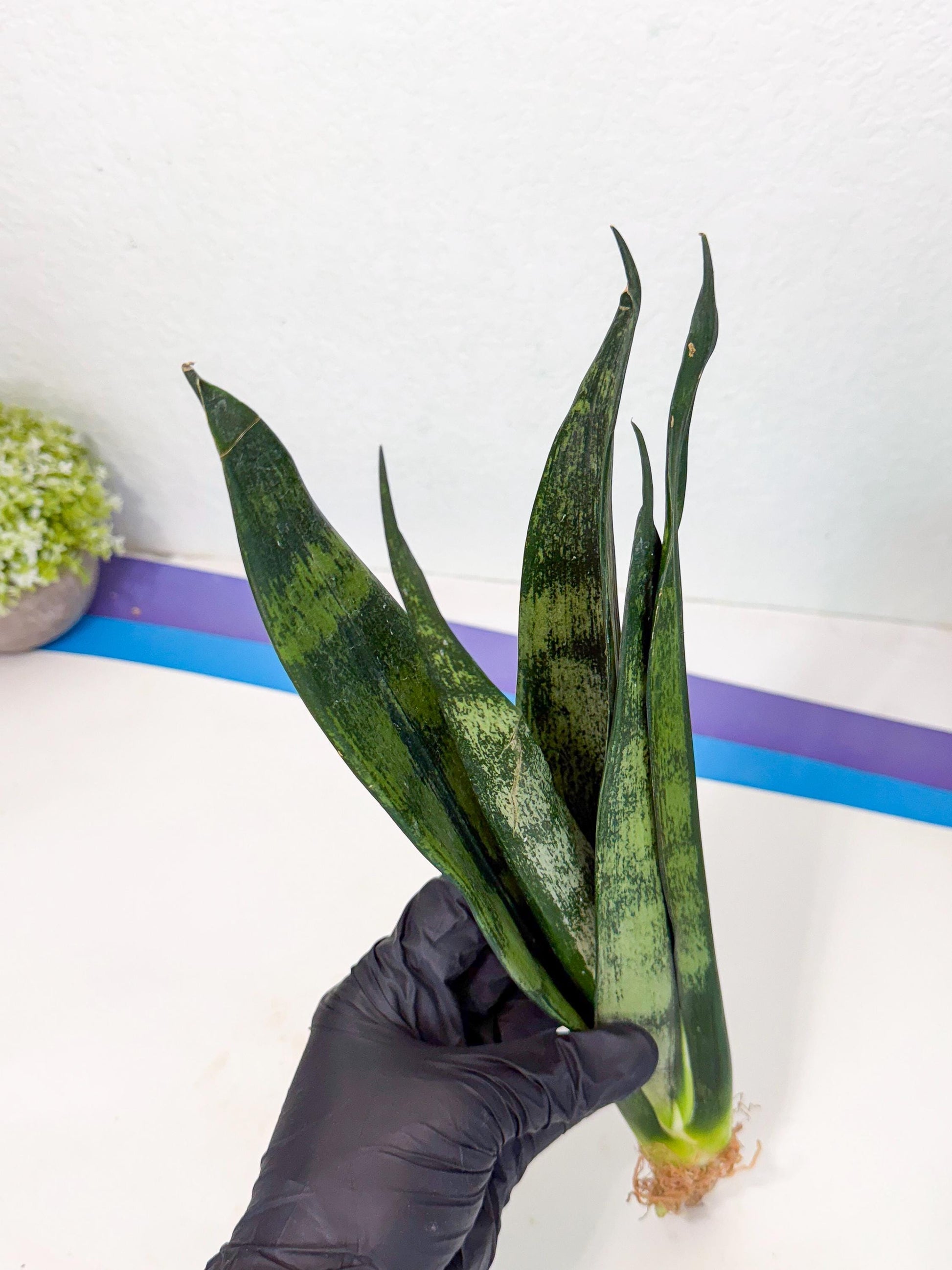 Sansevieria Frozen (8) | Rare Hybrid Snake plant