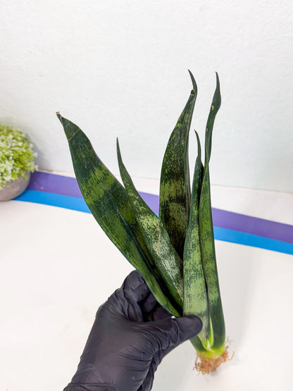 Sansevieria Frozen (8) | Rare Hybrid Snake plant