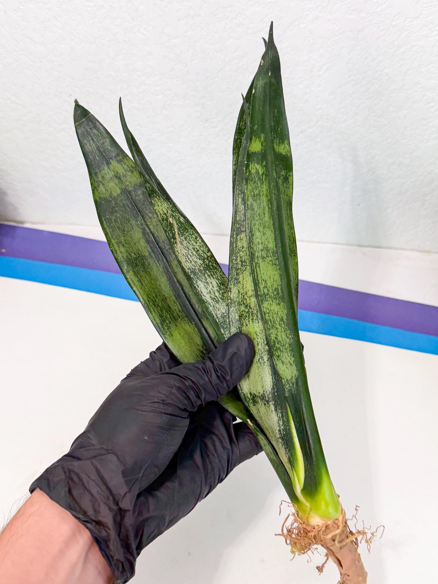 Sansevieria Frozen (8) | Rare Hybrid Snake plant