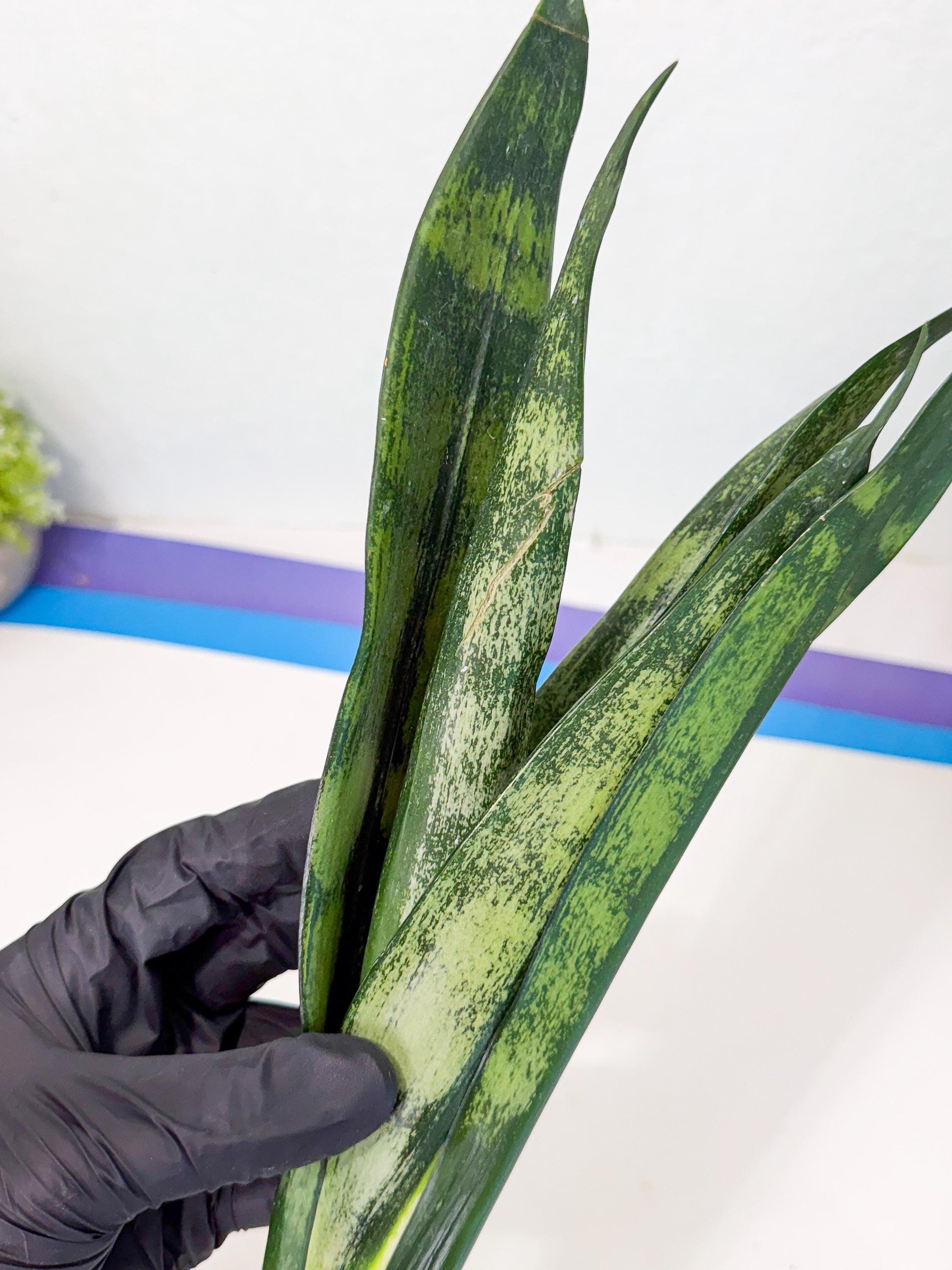 Sansevieria Frozen (8) | Rare Hybrid Snake plant