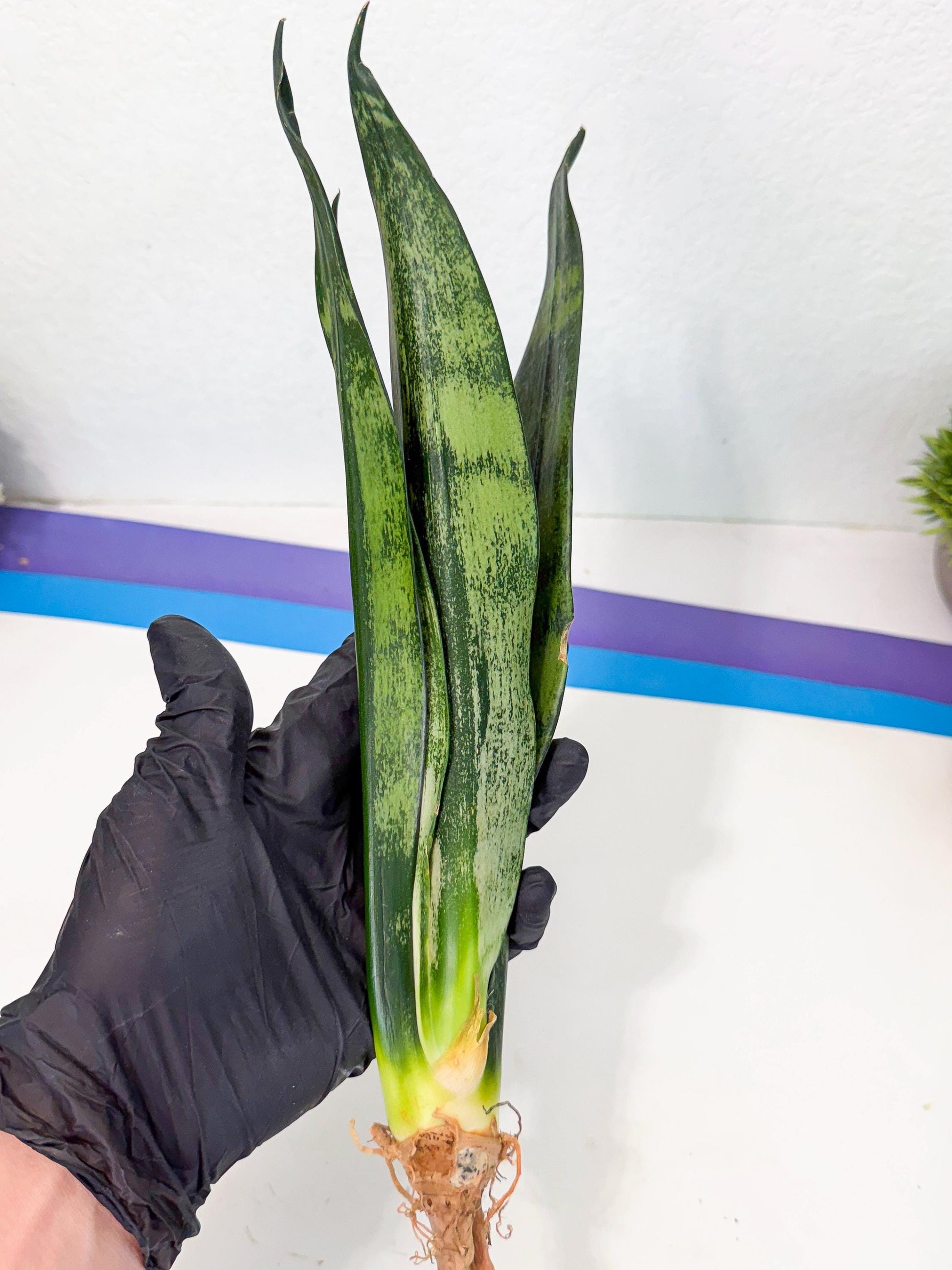 Sansevieria Frozen (8) | Rare Hybrid Snake plant