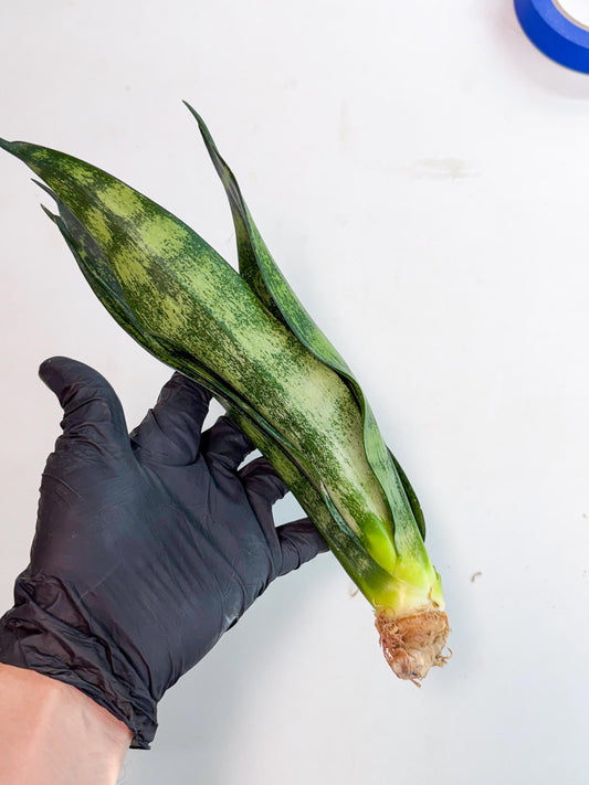 Sansevieria Frozen (9) | Rare Hybrid Snake plant