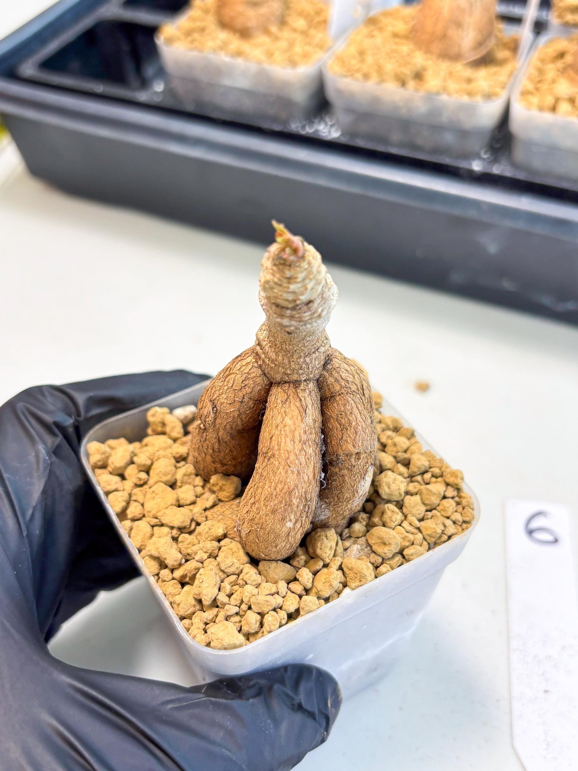 Rare Labatii Plant (6) | Rare House Plant