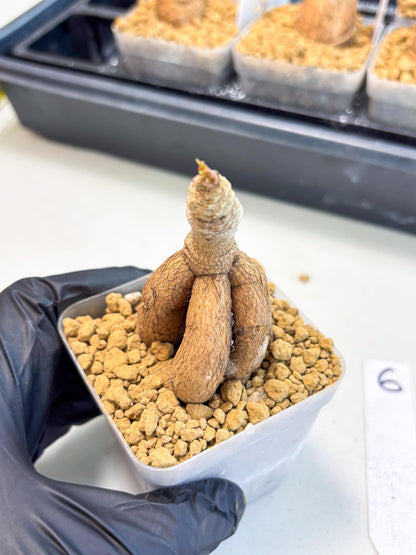 Rare Labatii Plant (6) | Rare House Plant