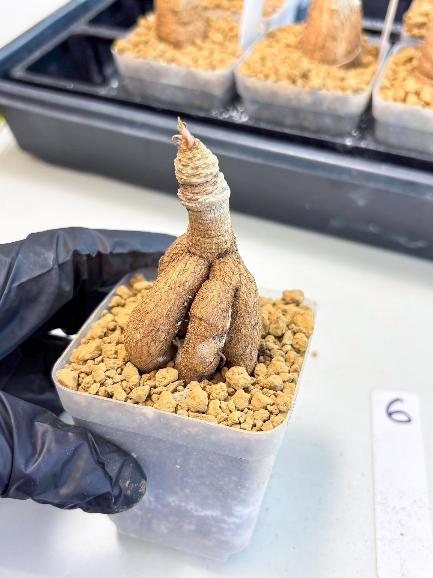 Rare Labatii Plant (6) | Rare House Plant