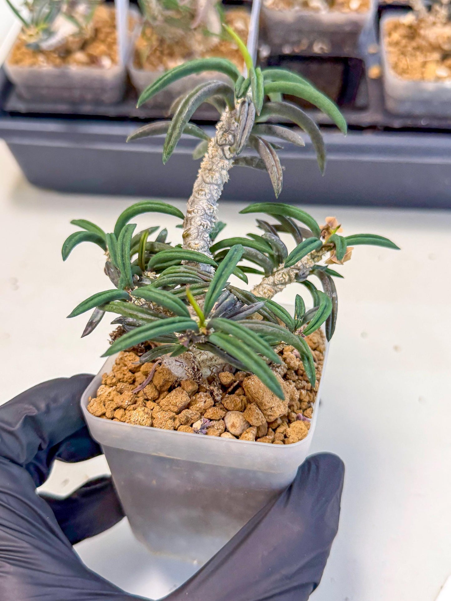 Rare Succulents (3) | Assorted Succulent | Indoor Cactus