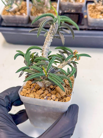 Rare Succulents (3) | Assorted Succulent | Indoor Cactus
