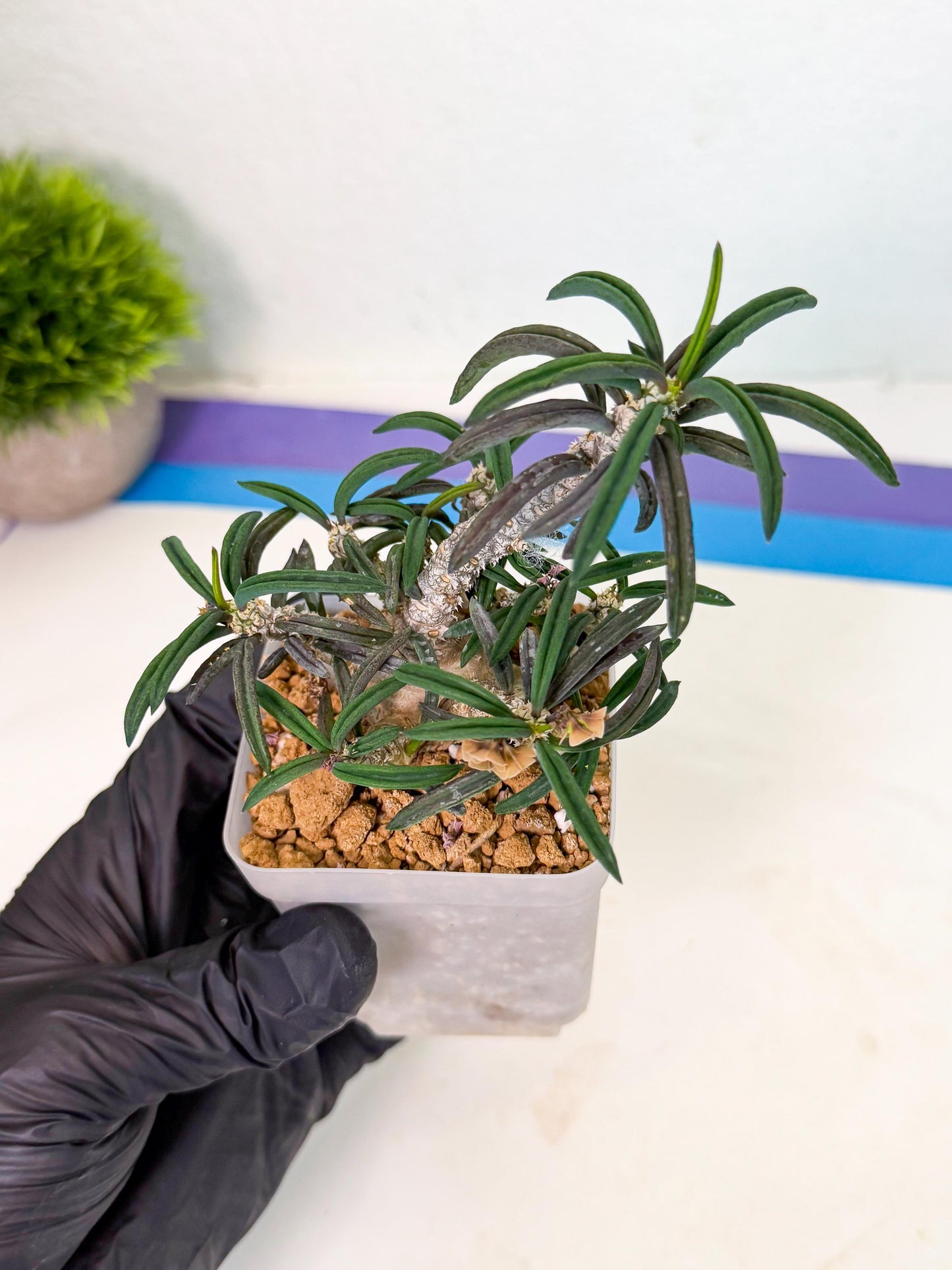 Rare Succulents (3) | Assorted Succulent | Indoor Cactus