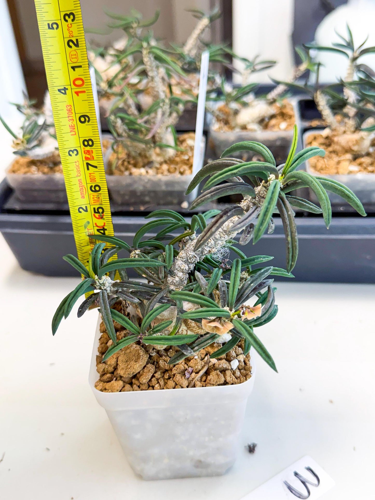 Rare Succulents (3) | Assorted Succulent | Indoor Cactus