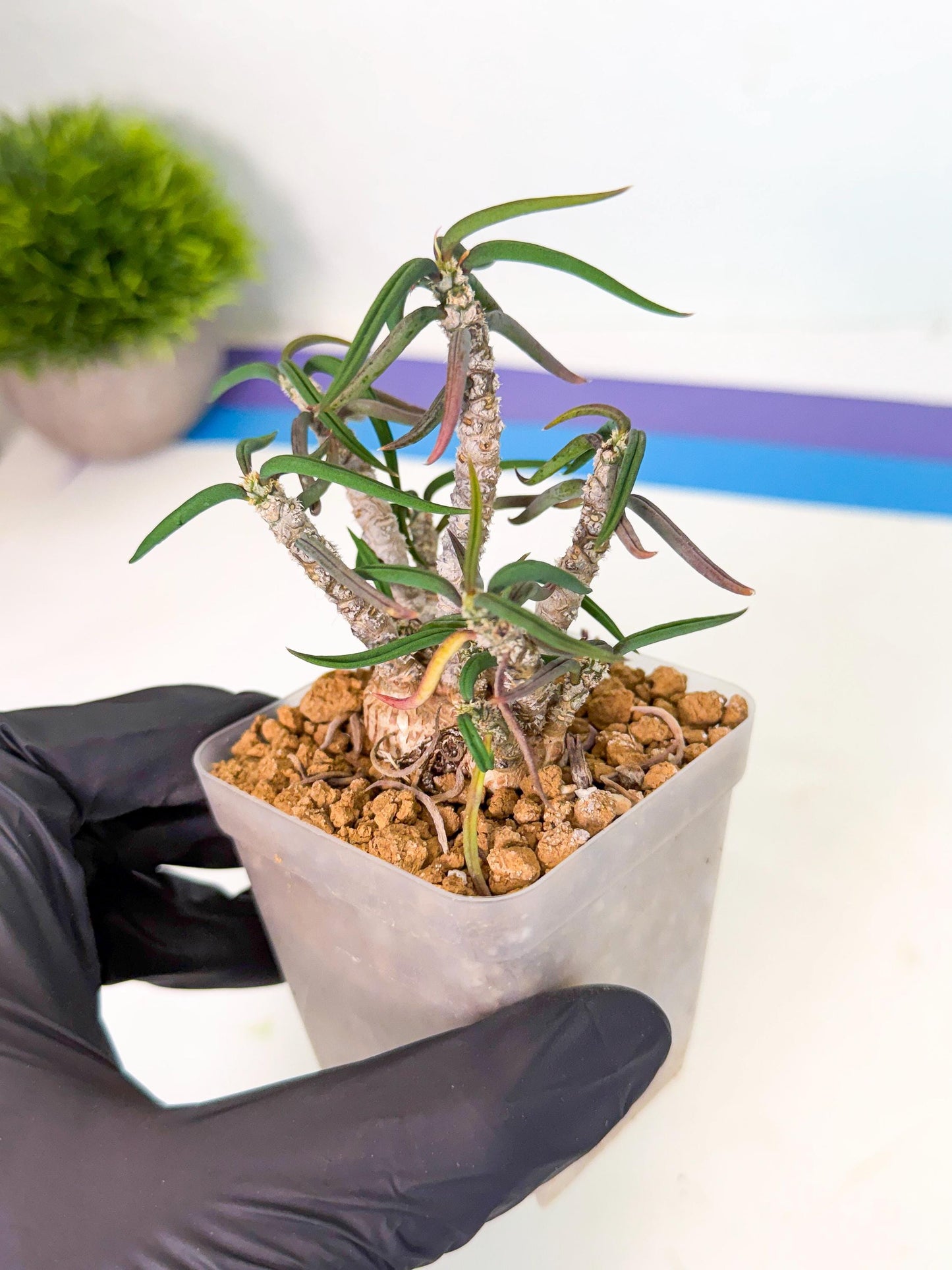 Rare Succulents (4) | Assorted Succulent | Indoor Cactus