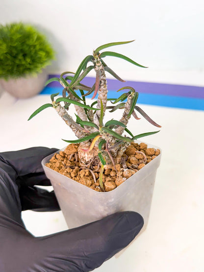 Rare Succulents (4) | Assorted Succulent | Indoor Cactus