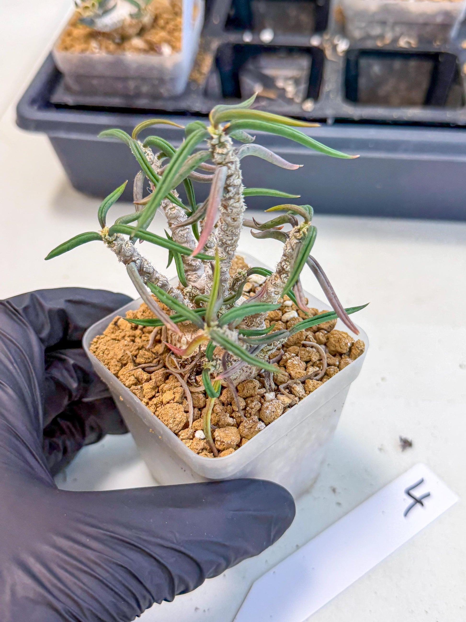 Rare Succulents (4) | Assorted Succulent | Indoor Cactus