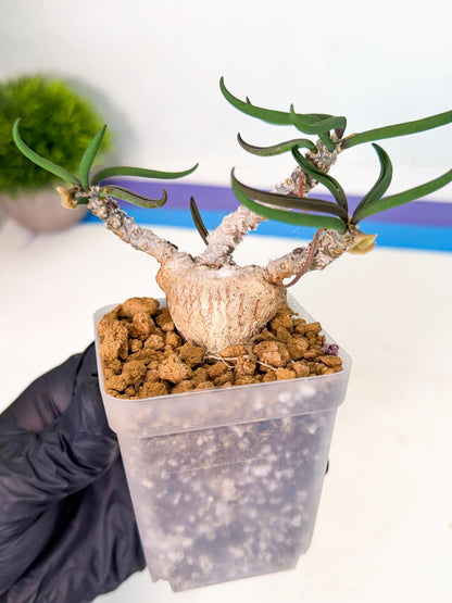 Rare Succulents (1) | Assorted Succulent | Indoor Cactus
