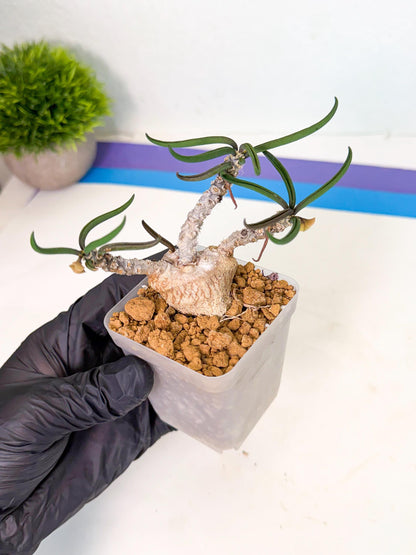 Rare Succulents (1) | Assorted Succulent | Indoor Cactus
