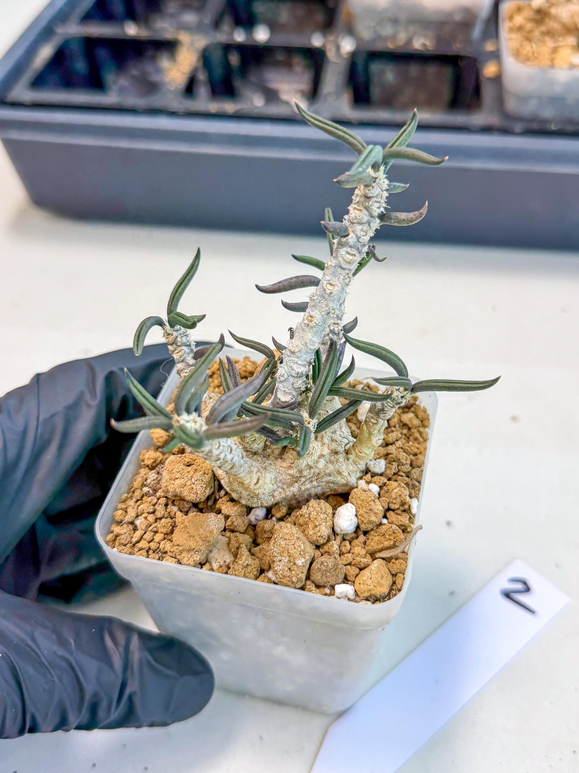 Rare Succulents (2) | Assorted Succulent | Indoor Cactus