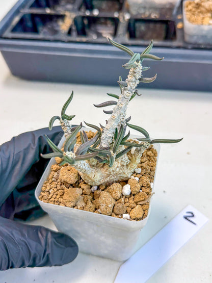 Rare Succulents (2) | Assorted Succulent | Indoor Cactus