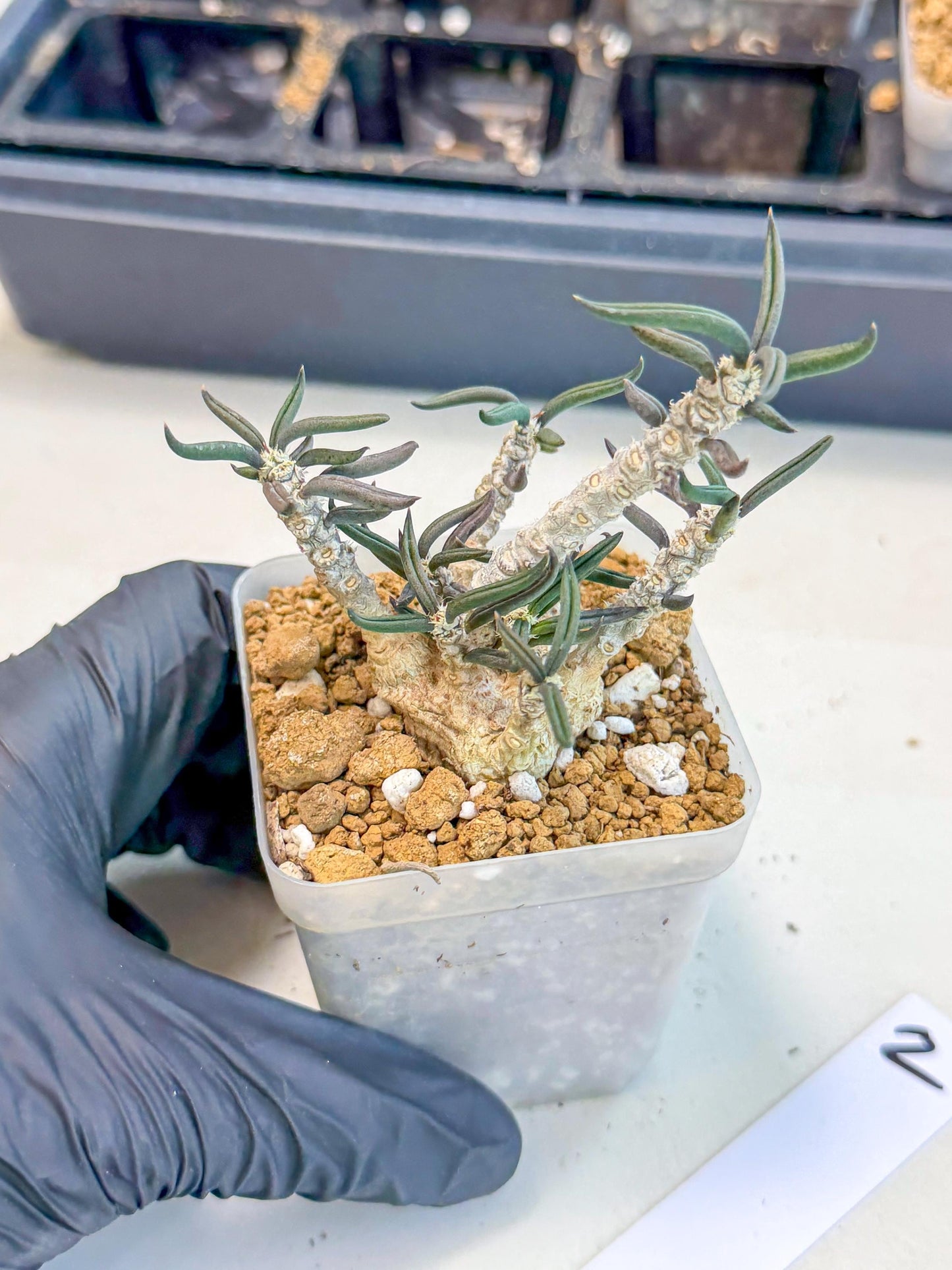 Rare Succulents (2) | Assorted Succulent | Indoor Cactus