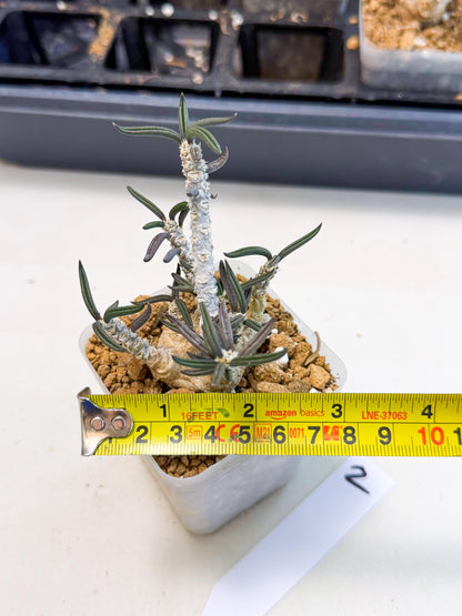 Rare Succulents (2) | Assorted Succulent | Indoor Cactus