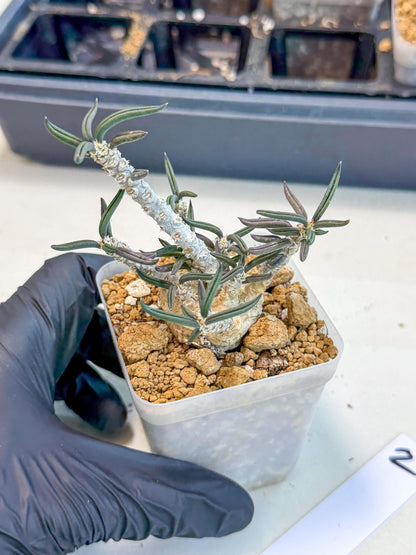 Rare Succulents (2) | Assorted Succulent | Indoor Cactus