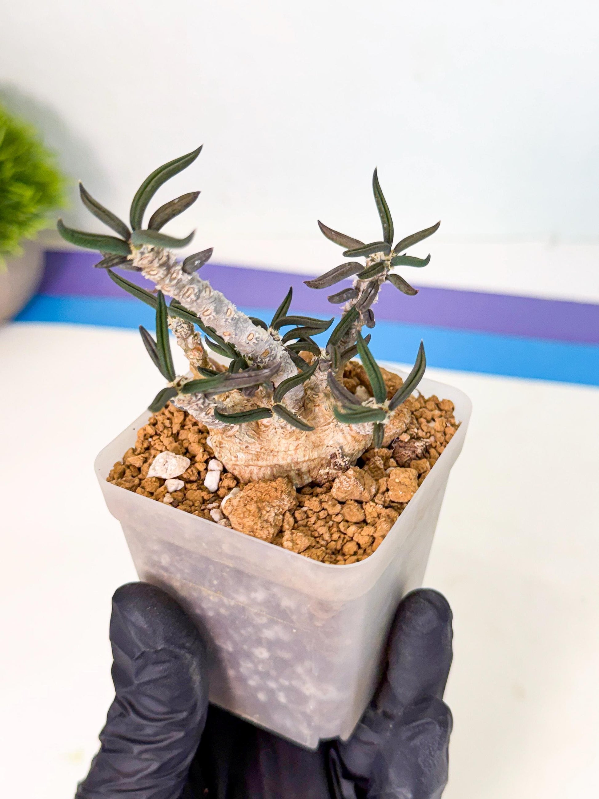 Rare Succulents (2) | Assorted Succulent | Indoor Cactus