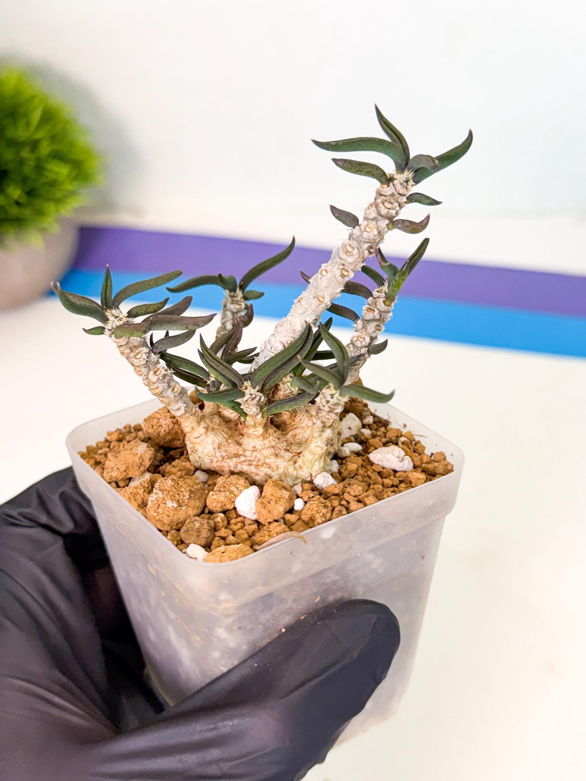Rare Succulents (2) | Assorted Succulent | Indoor Cactus