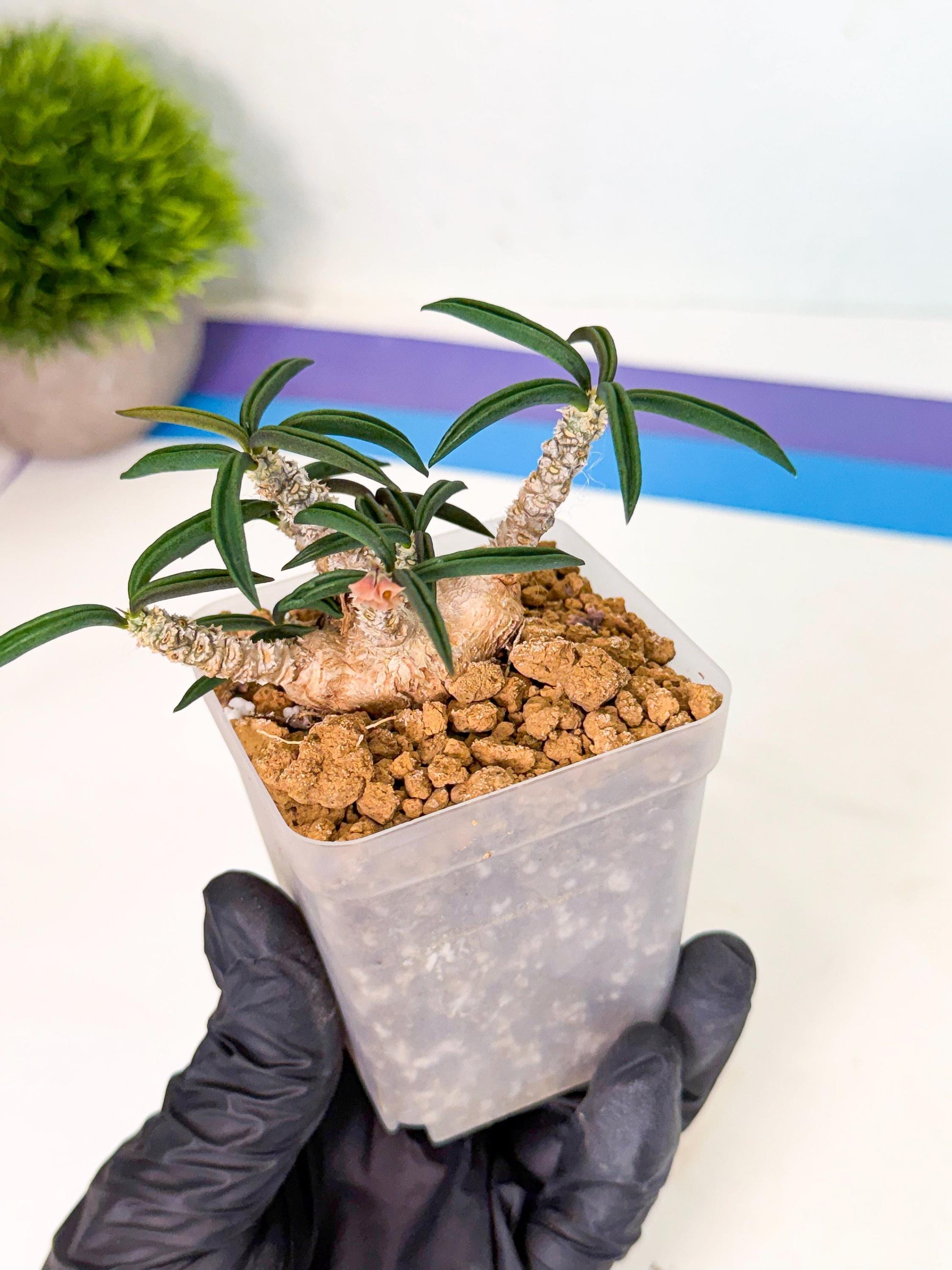 Rare Succulents (6) | Assorted Succulent | Indoor Cactus
