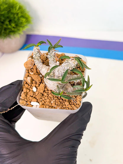 Rare Succulents (7) | Assorted Succulent | Indoor Cactus