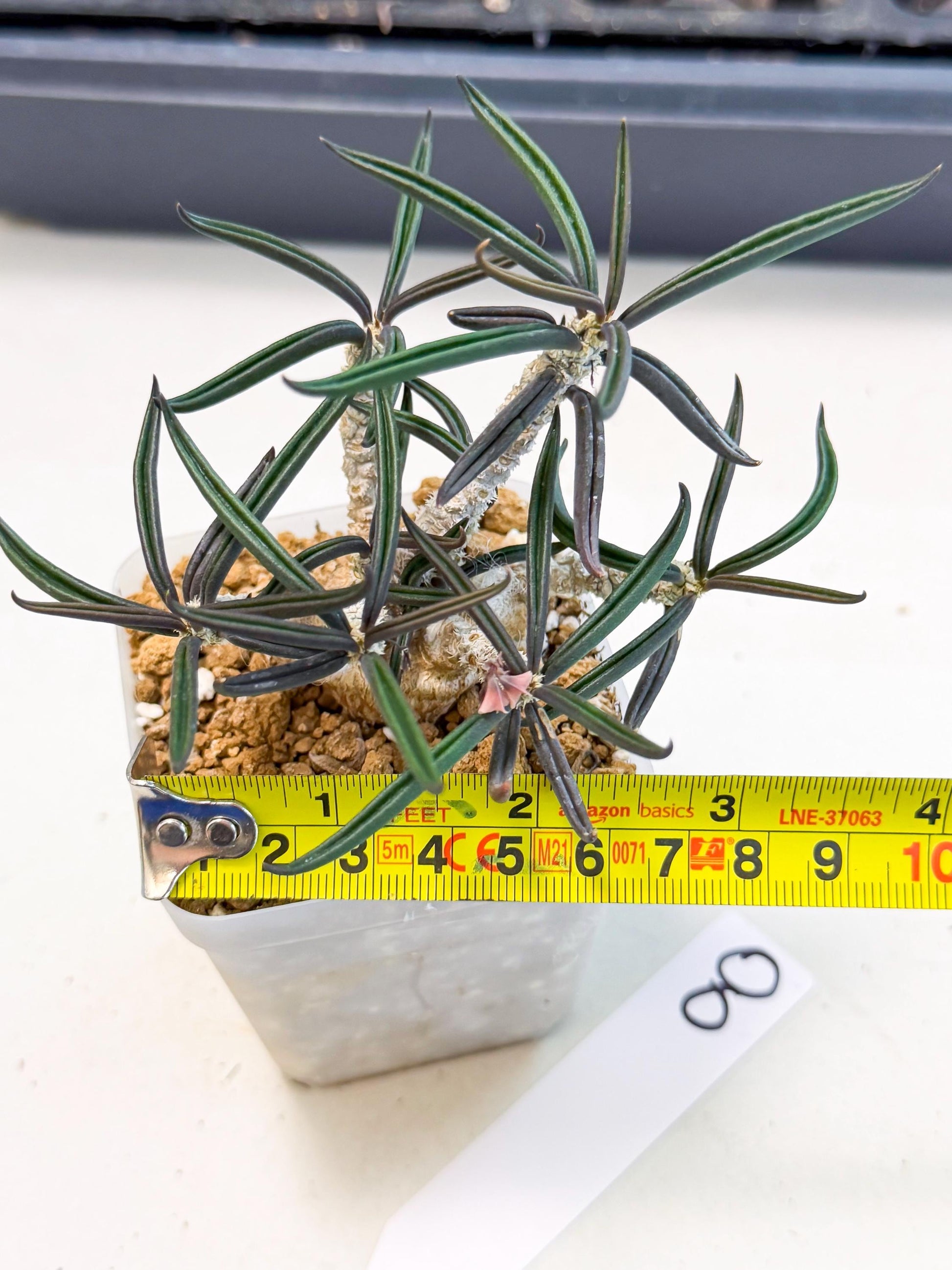 Rare Succulents (8) | Assorted Succulent | Indoor Cactus