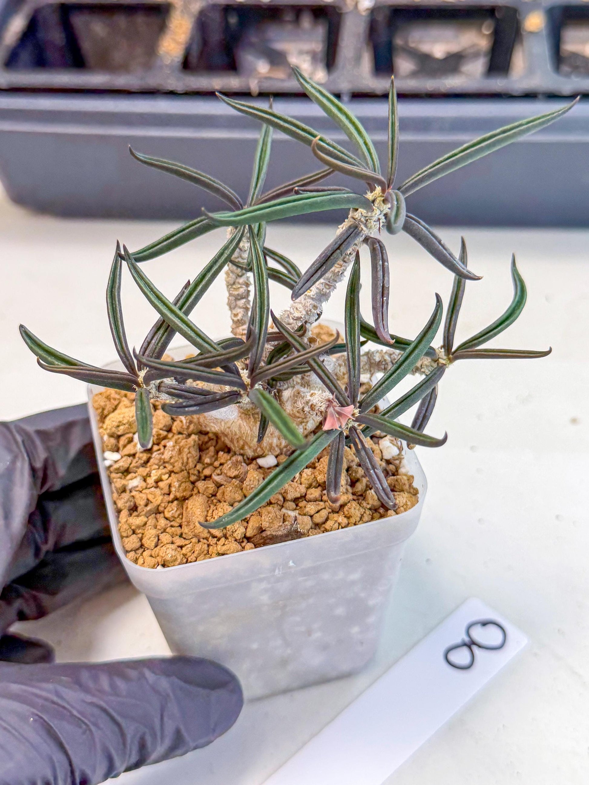 Rare Succulents (8) | Assorted Succulent | Indoor Cactus