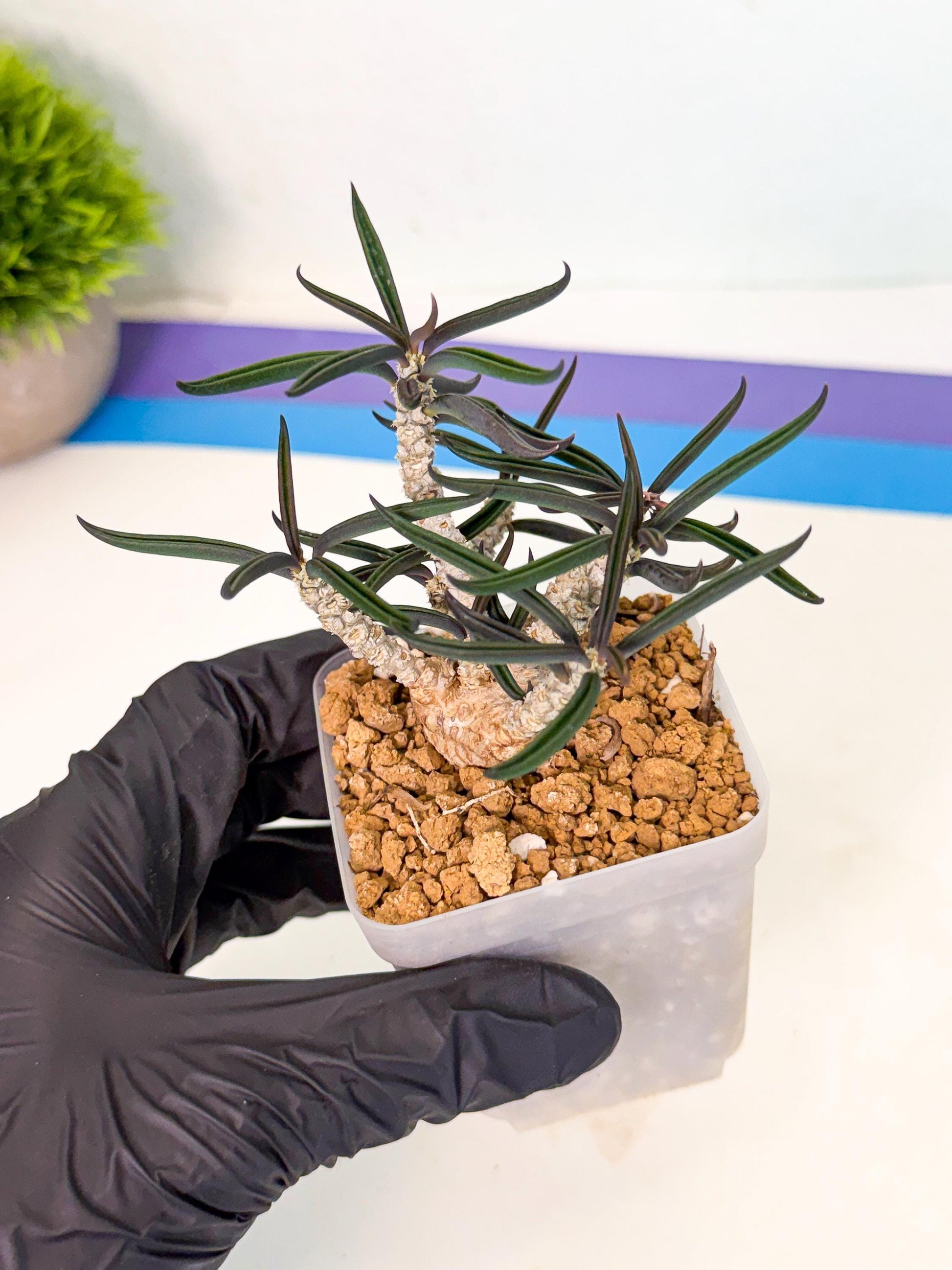 Rare Succulents (8) | Assorted Succulent | Indoor Cactus