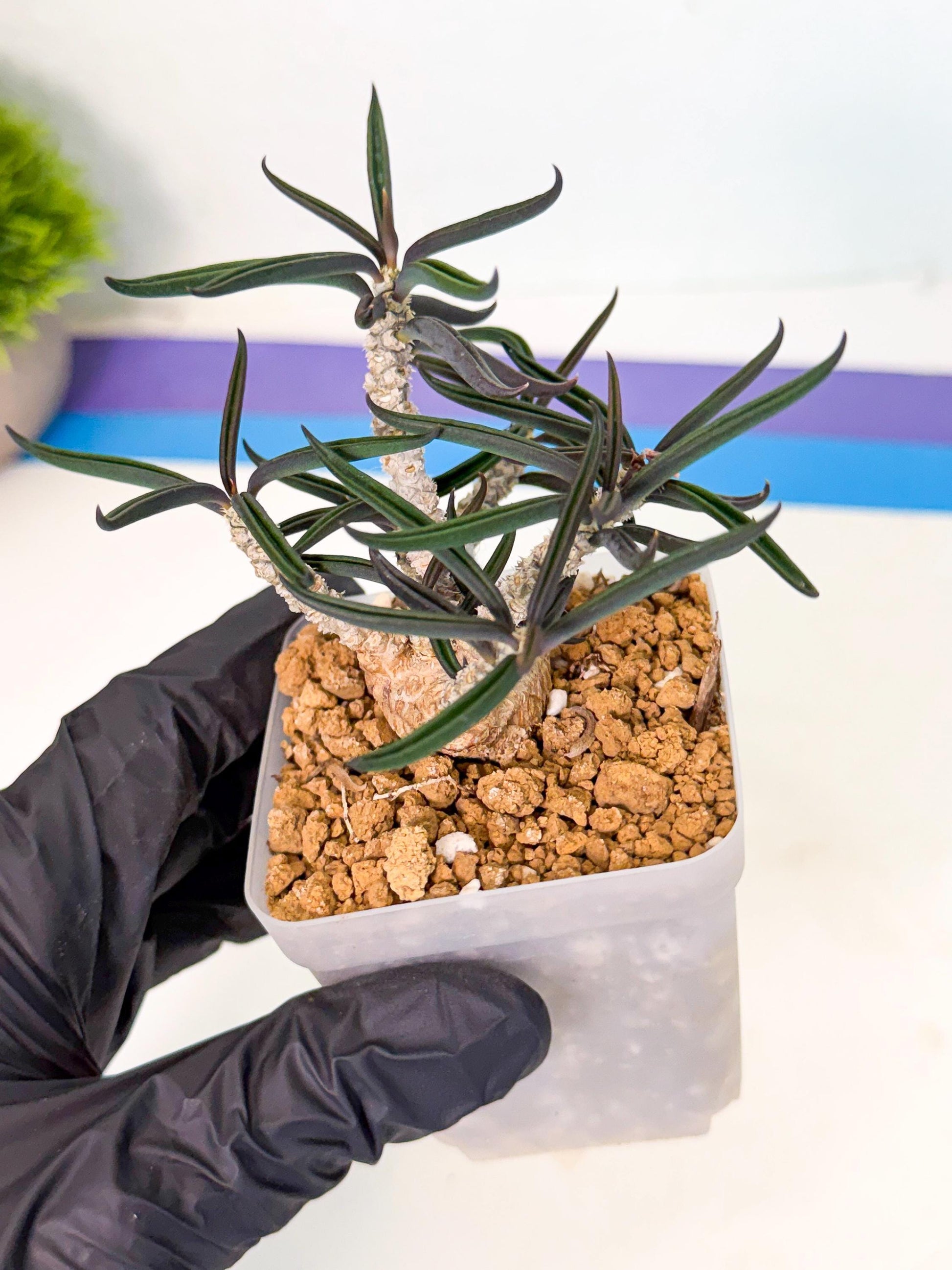 Rare Succulents (8) | Assorted Succulent | Indoor Cactus