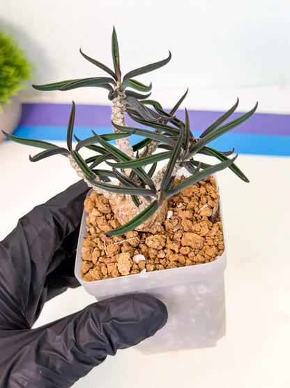 Rare Succulents (8) | Assorted Succulent | Indoor Cactus