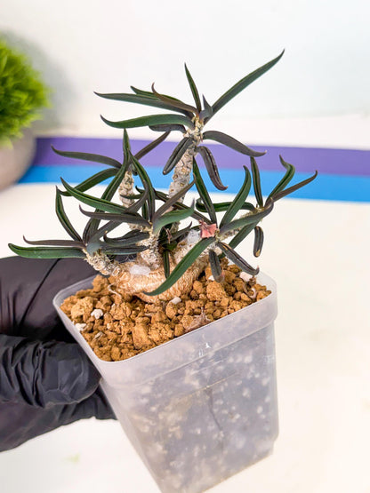 Rare Succulents (8) | Assorted Succulent | Indoor Cactus
